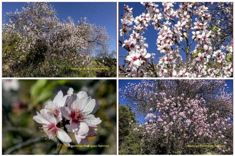 Almendros en flor (Foto Ildefonso Rodríguez)